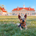 The Ultimate Guide to Pet-Friendly Vacation Rentals in McLean, VA